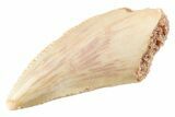 Serrated Raptor Tooth - Real Dinosaur Tooth #364810-1